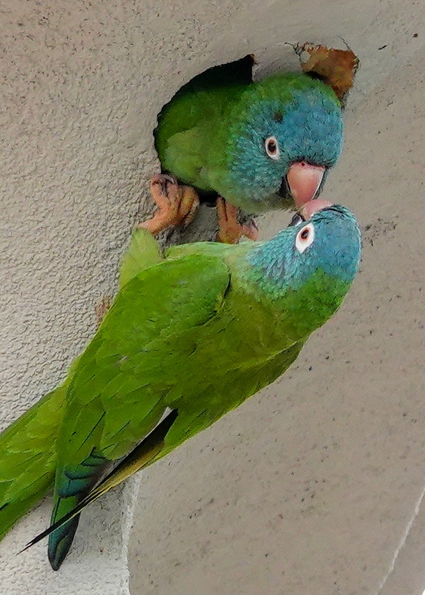 Blue-crowned Parakeet - ML617756573