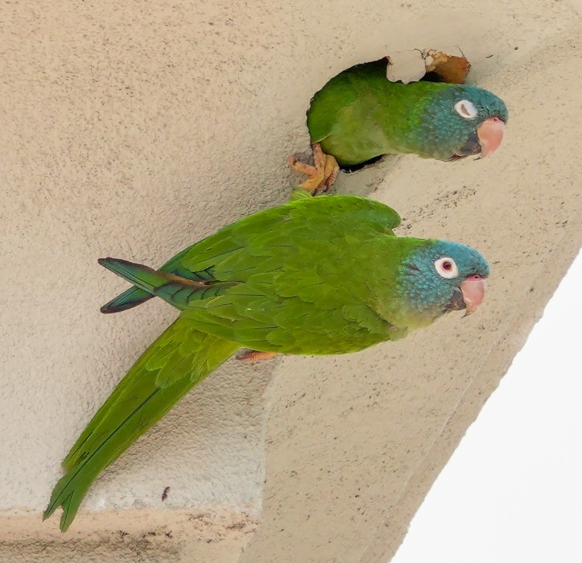 Blue-crowned Parakeet - ML617756578