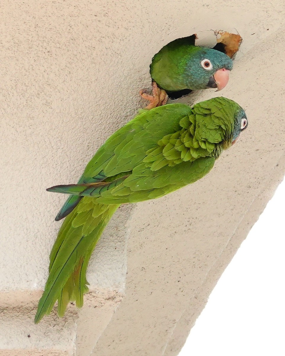 Blue-crowned Parakeet - Kathleen Horn