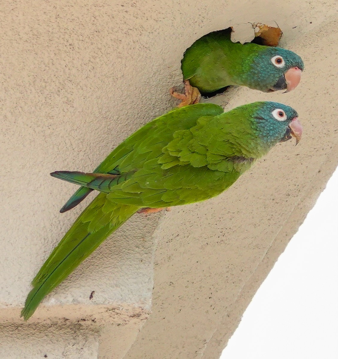 Blue-crowned Parakeet - ML617756581