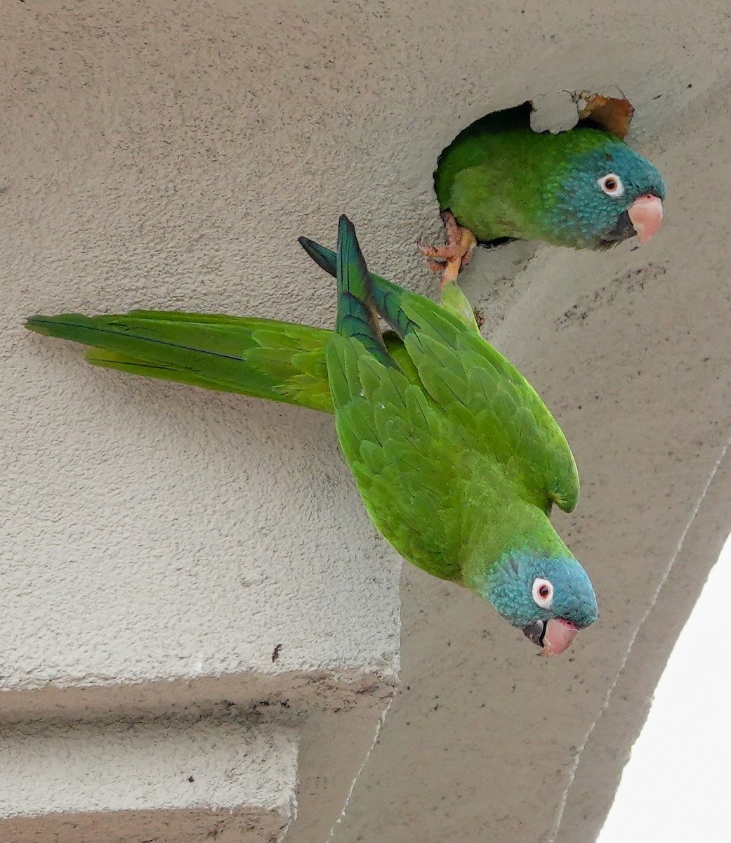 Blue-crowned Parakeet - ML617756589
