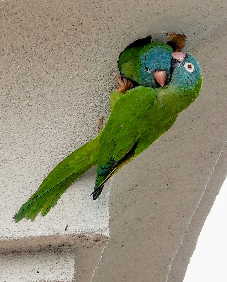 Blue-crowned Parakeet - ML617756590