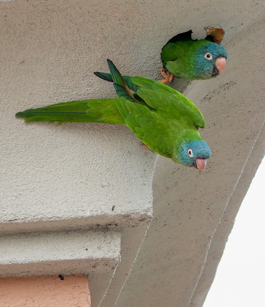Blue-crowned Parakeet - ML617756594