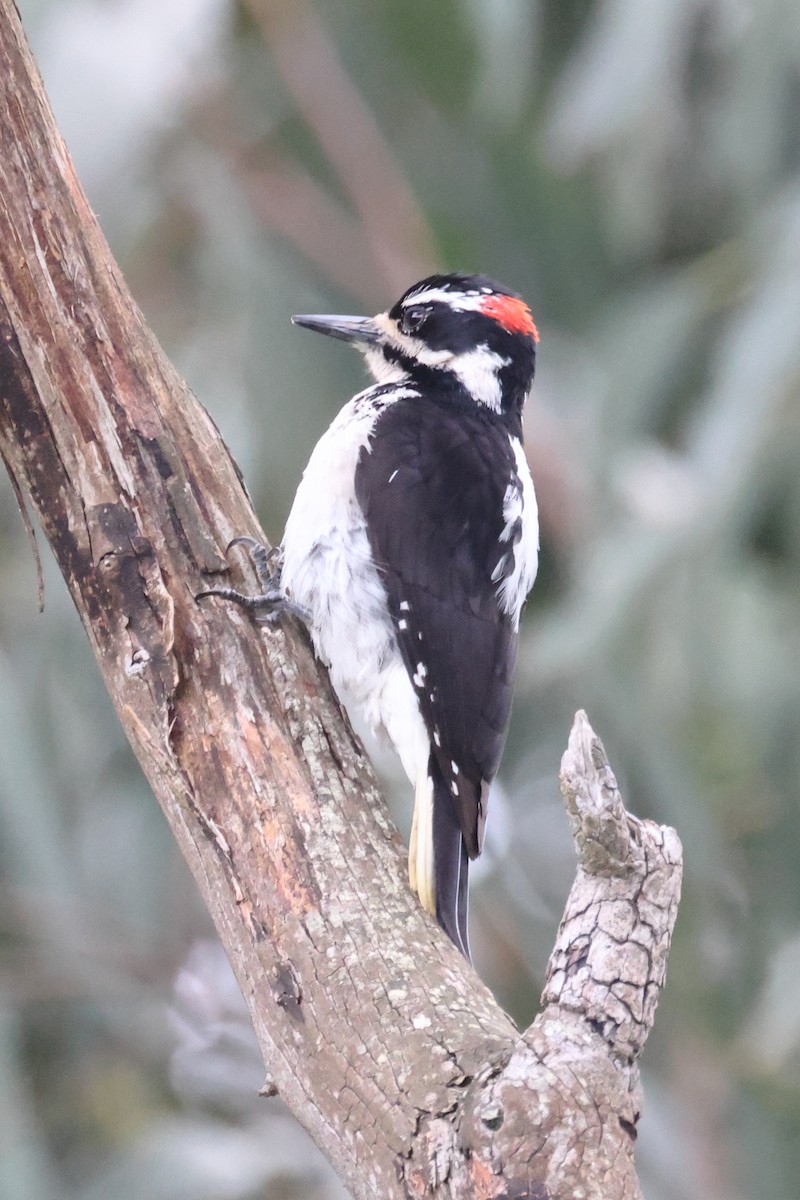 Hairy Woodpecker (Pacific) - Gregory Luckert