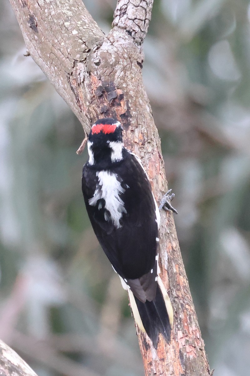 Hairy Woodpecker (Pacific) - ML617756605