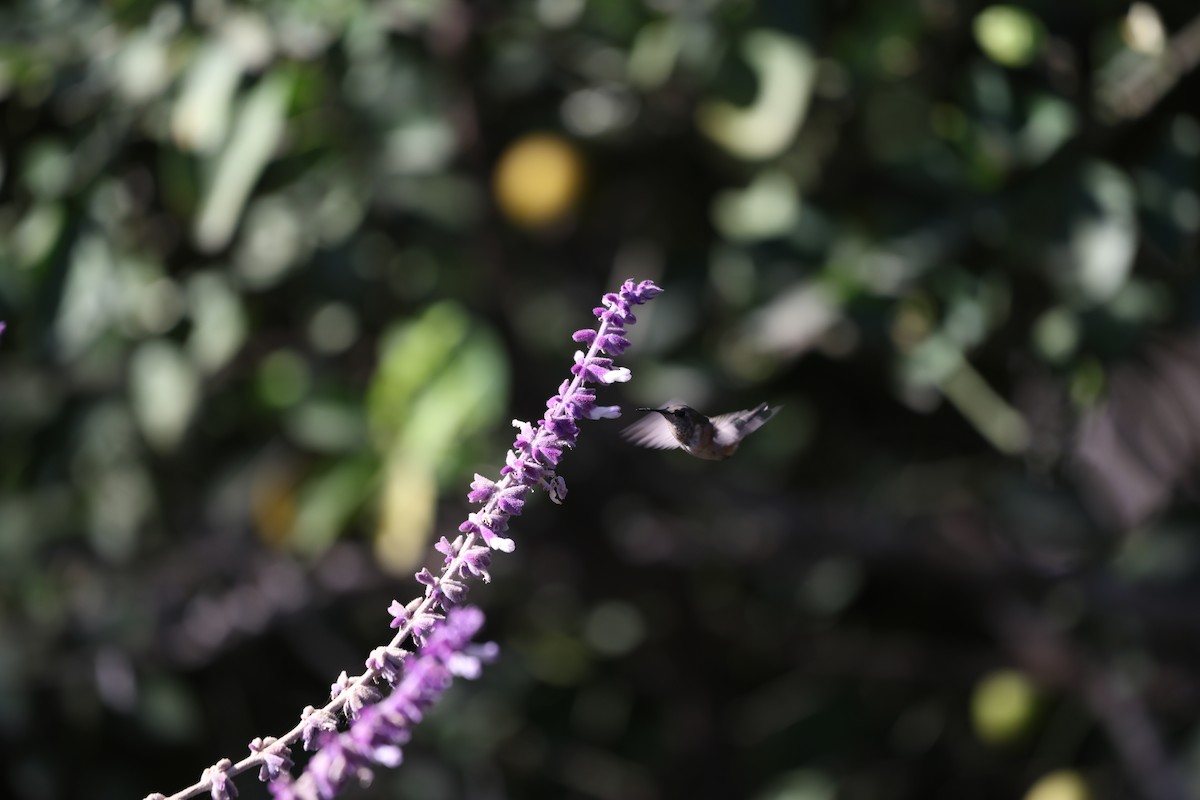 Bumblebee Hummingbird - ML617756664