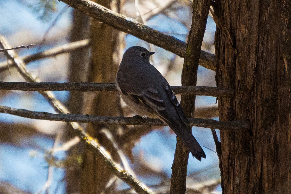 Townsend's Solitaire - ML617756666
