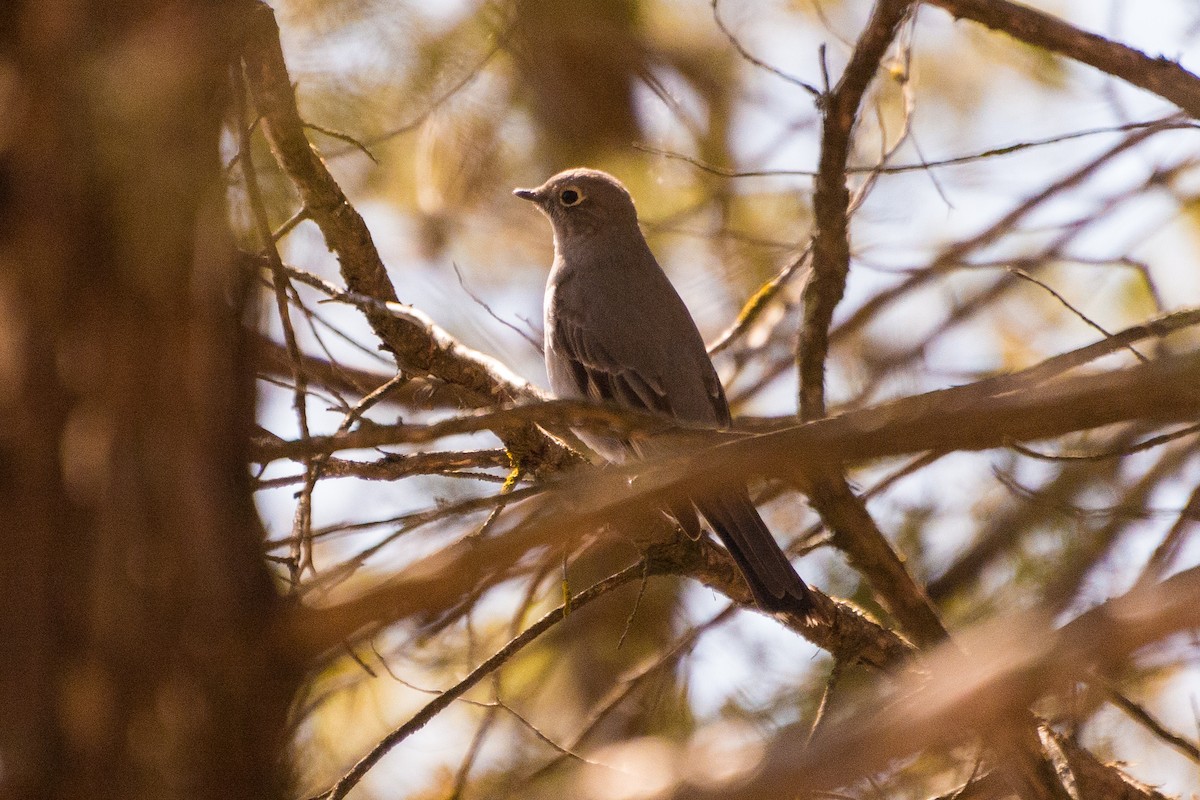 Townsend's Solitaire - ML617756667
