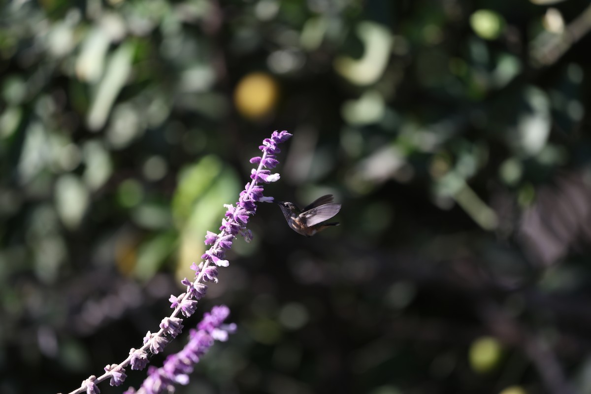 Bumblebee Hummingbird - ML617756695