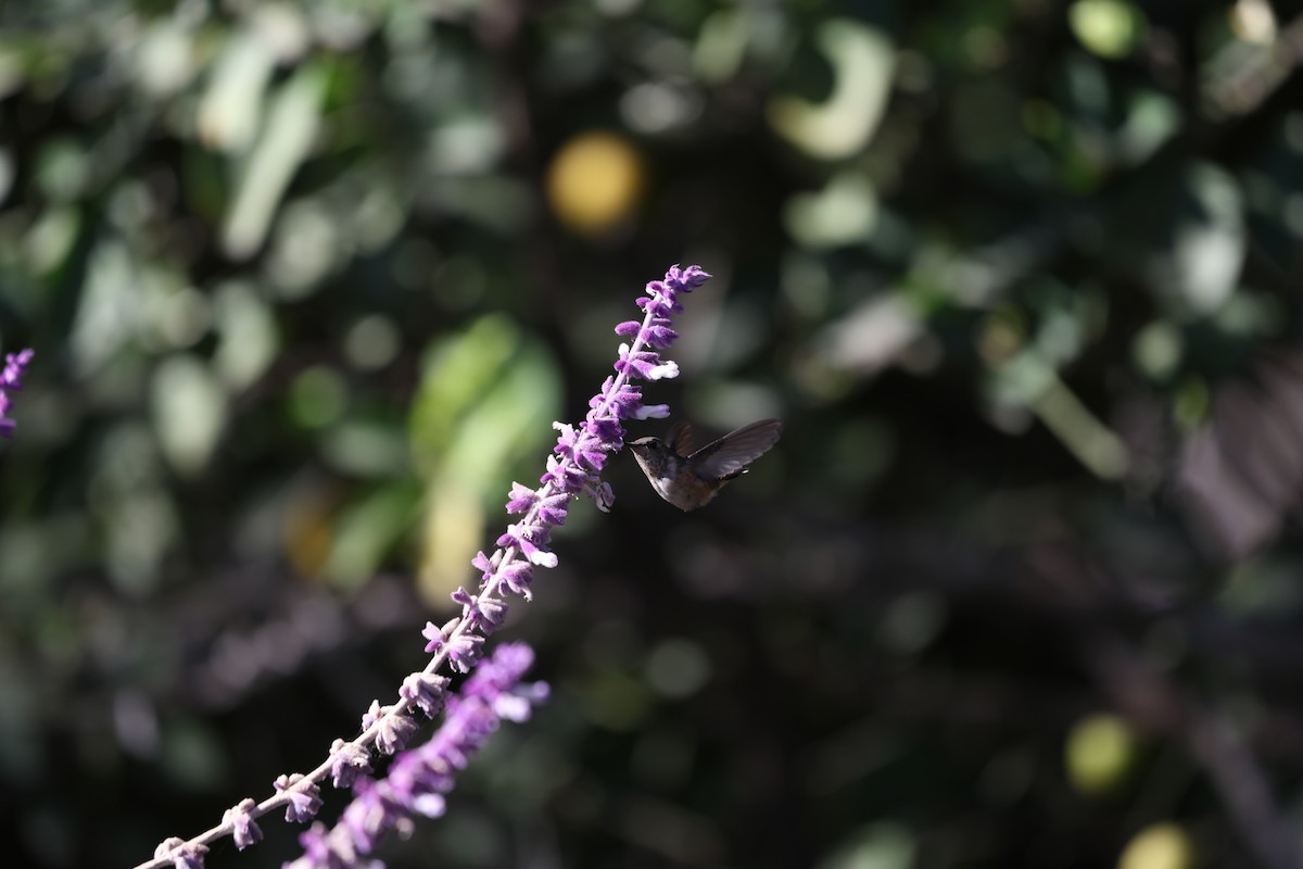 Bumblebee Hummingbird - ML617756717
