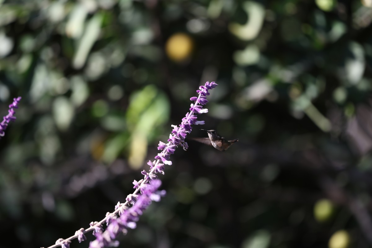 Bumblebee Hummingbird - ML617756722