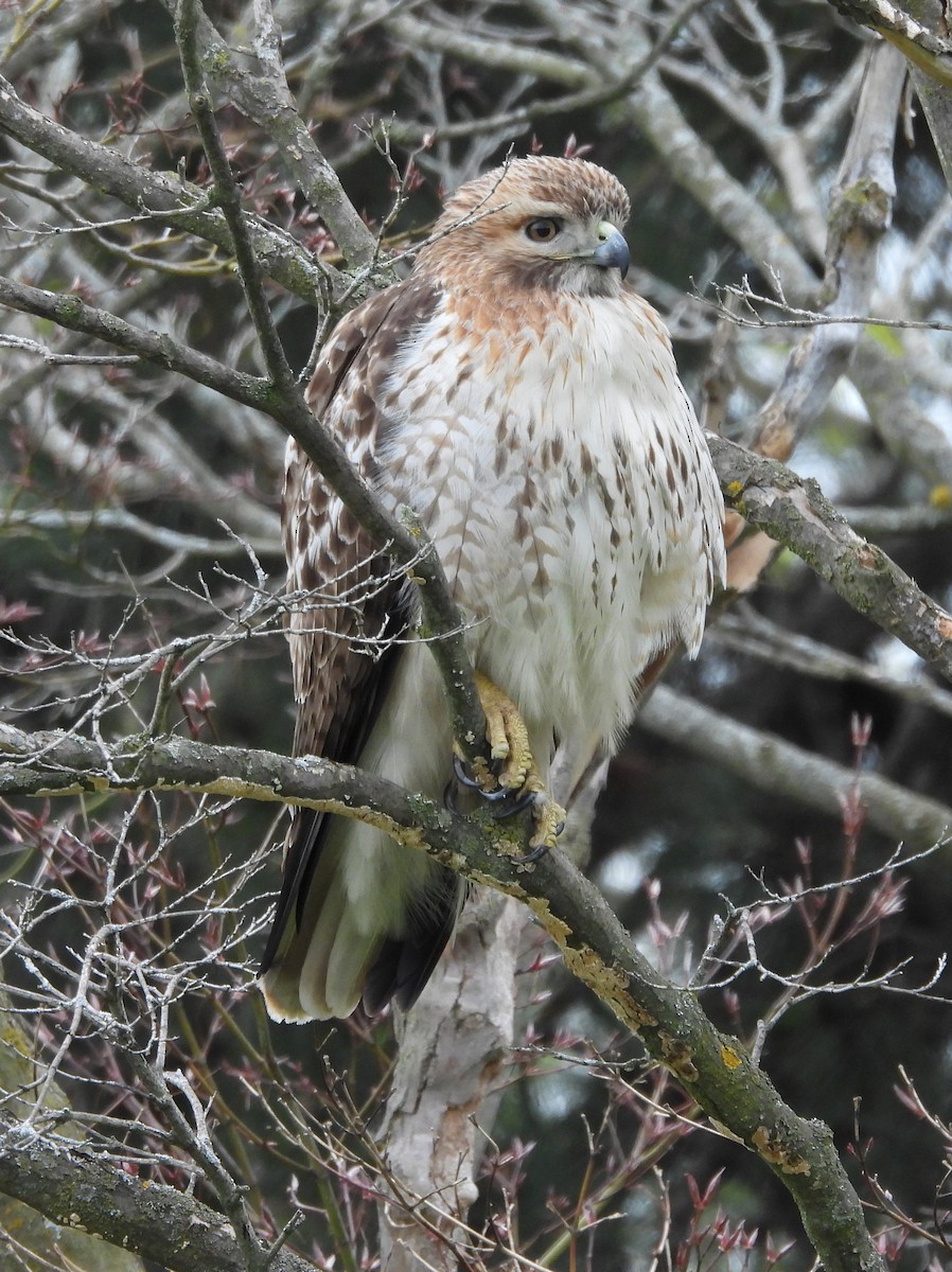 Red-tailed Hawk - ML617756753