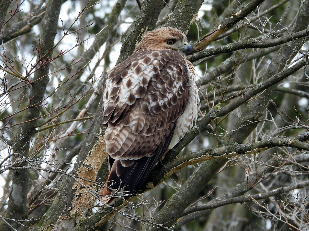 Red-tailed Hawk - ML617756754