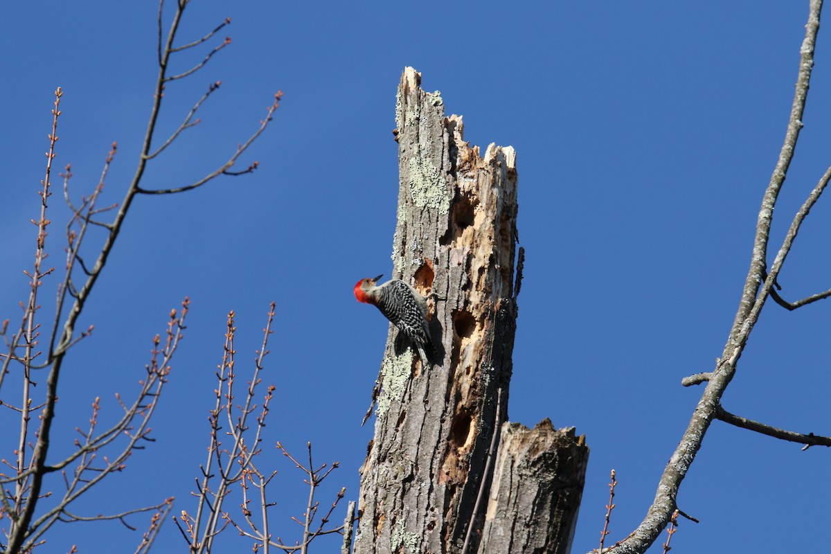 Red-bellied Woodpecker - ML617756781