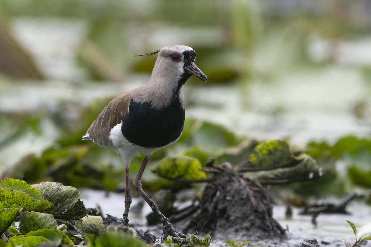 Southern Lapwing - Patricia Reyna
