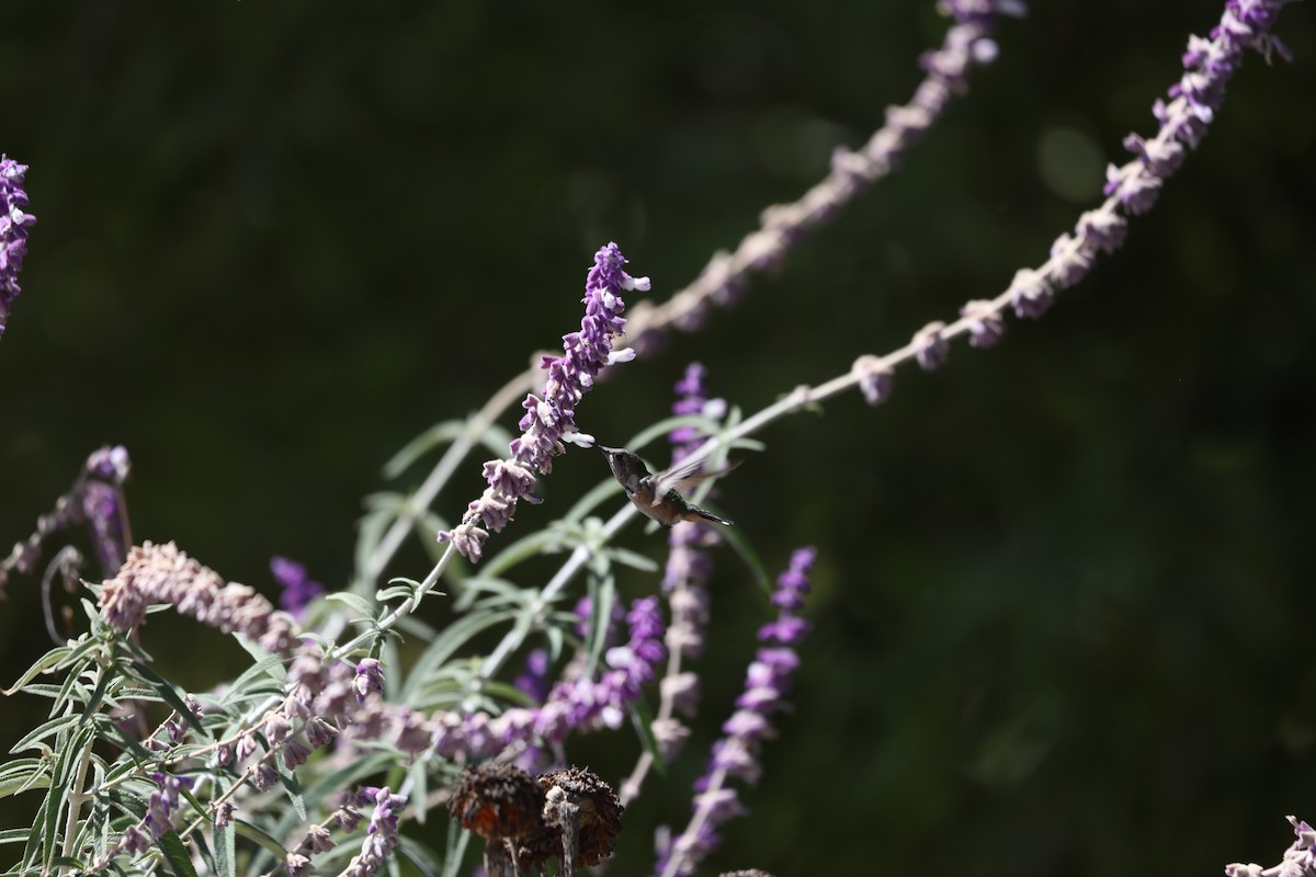 Bumblebee Hummingbird - L. Ernesto Perez Montes (The Mexican Violetear 🦉)