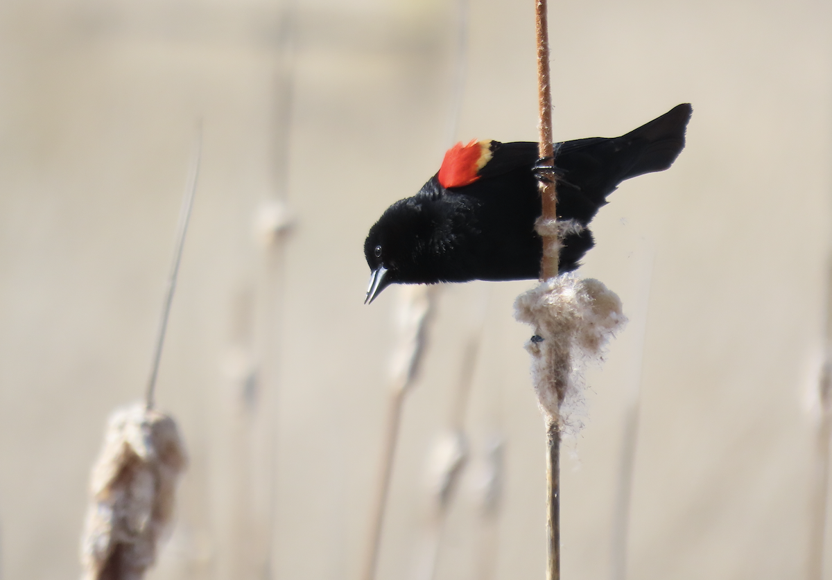 Red-winged Blackbird - ML617756879