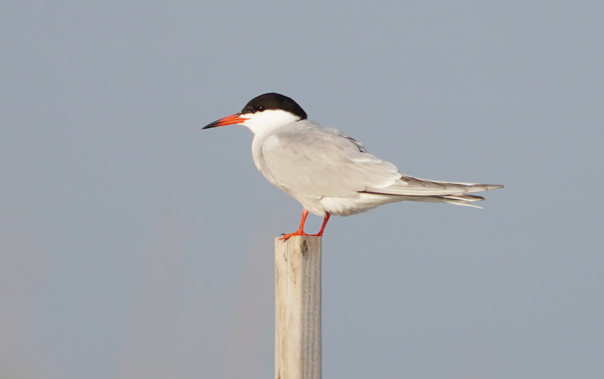 Common Tern - ML617756906