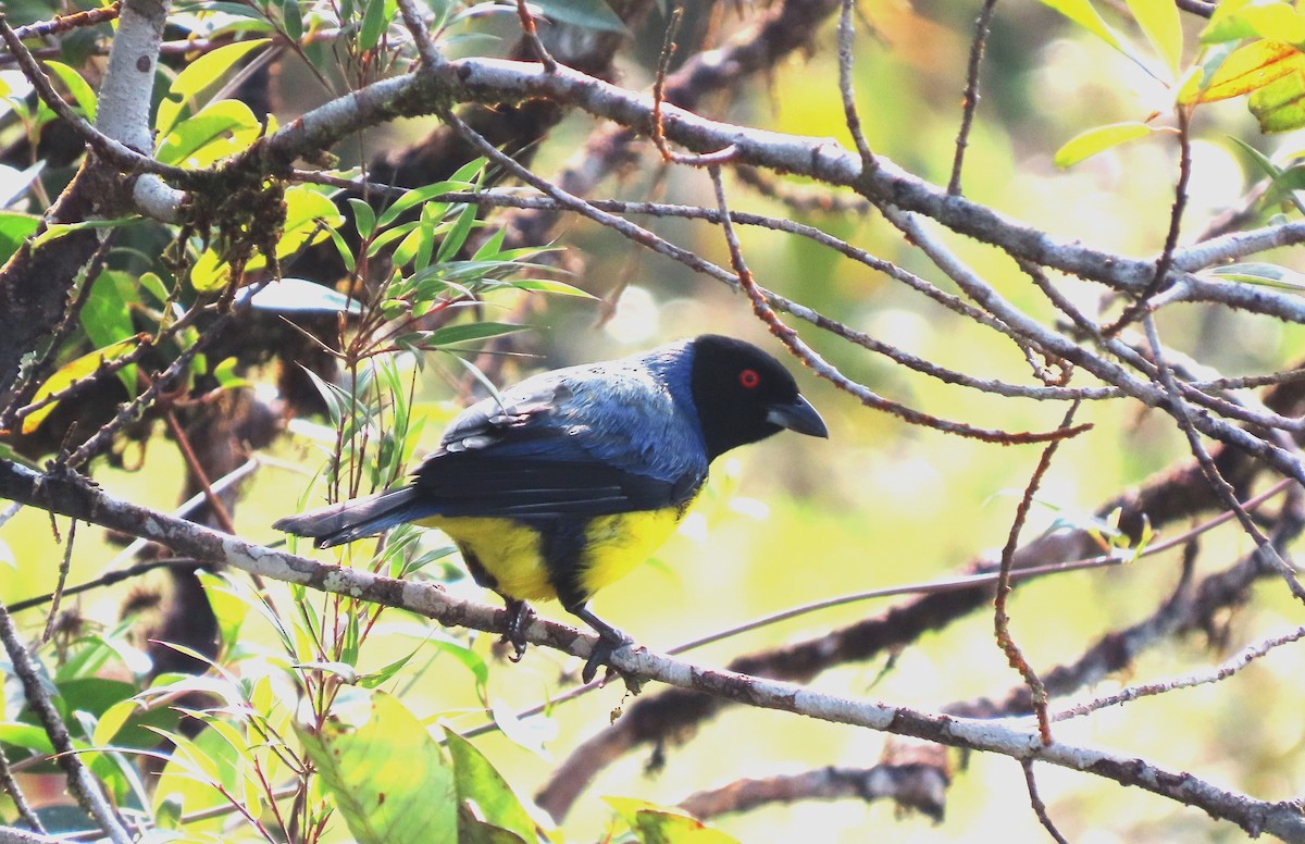 Hooded Mountain Tanager - ML617757138