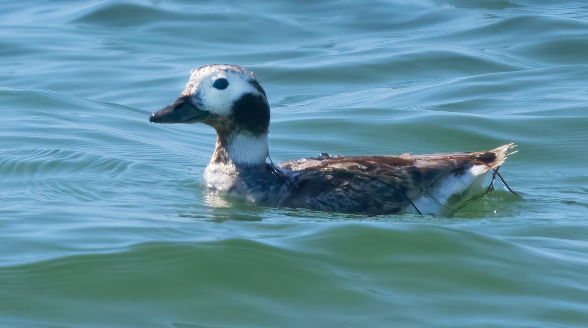 Long-tailed Duck - ML617757139