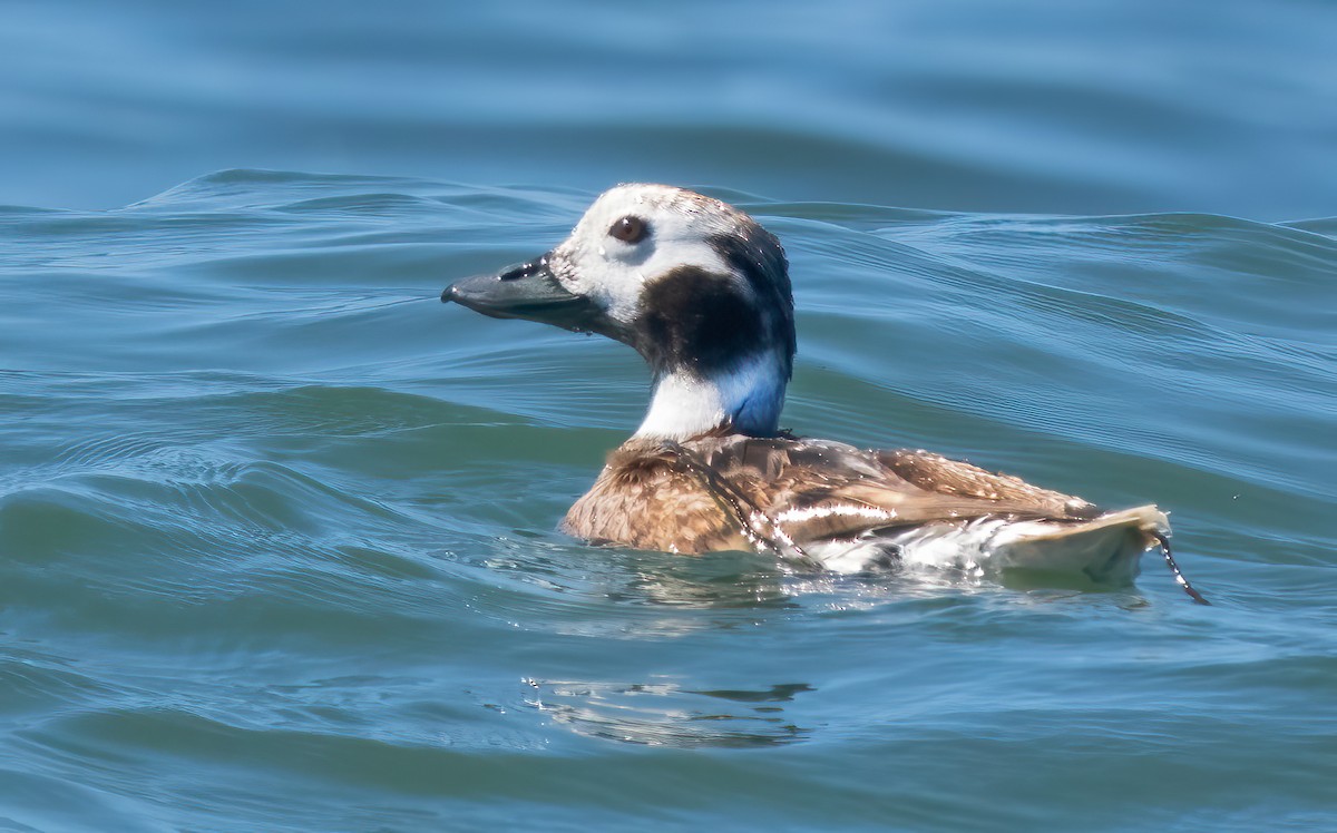 Long-tailed Duck - ML617757140