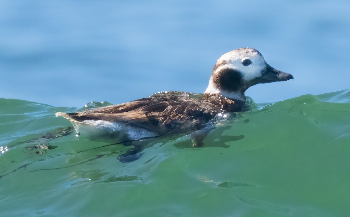Long-tailed Duck - ML617757141