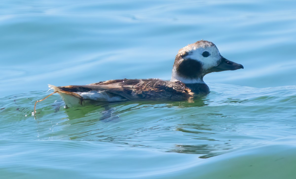 Long-tailed Duck - ML617757142
