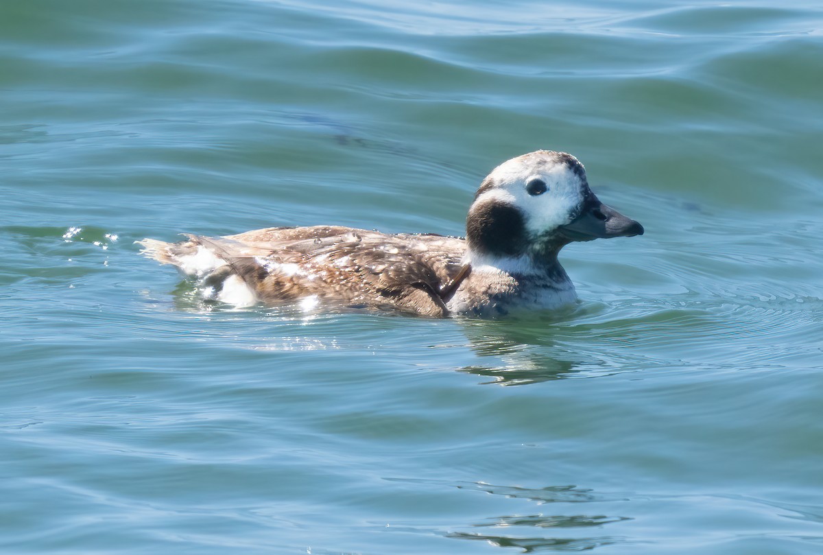 Long-tailed Duck - ML617757143
