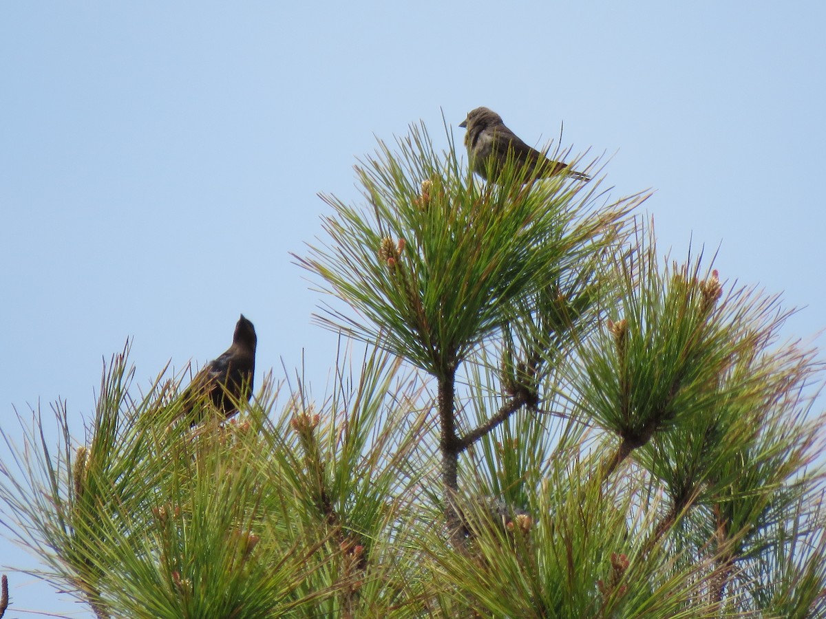 Brown-headed Cowbird - MARGUERITE LONG