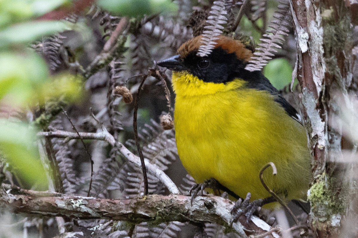 Yellow-breasted Brushfinch - ML617757174