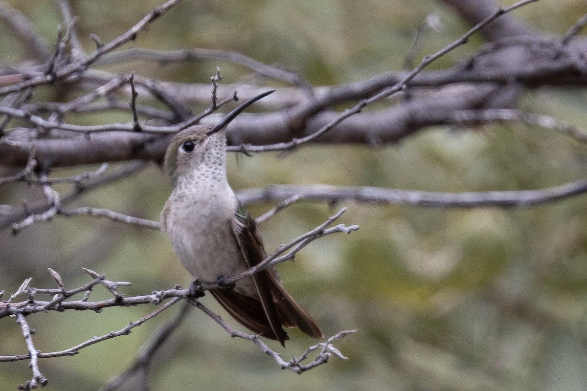 Spot-throated Hummingbird - ML617757275