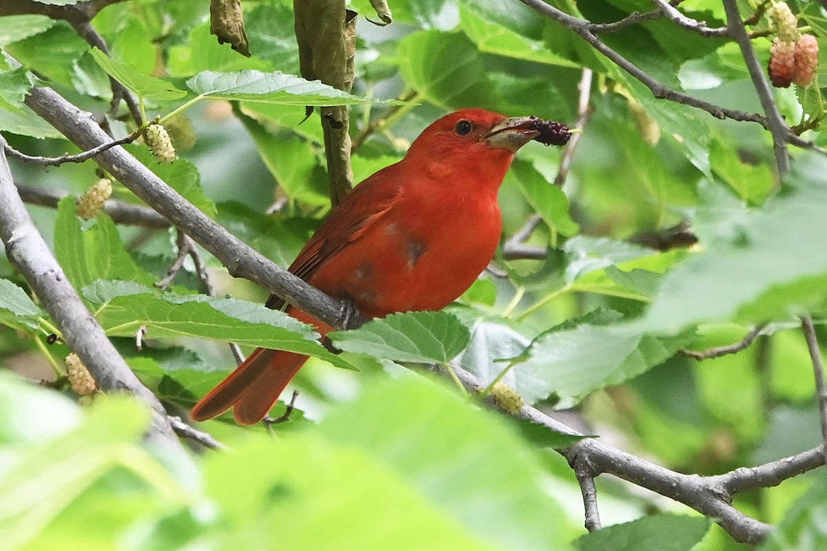 Summer Tanager - Troy Hibbitts