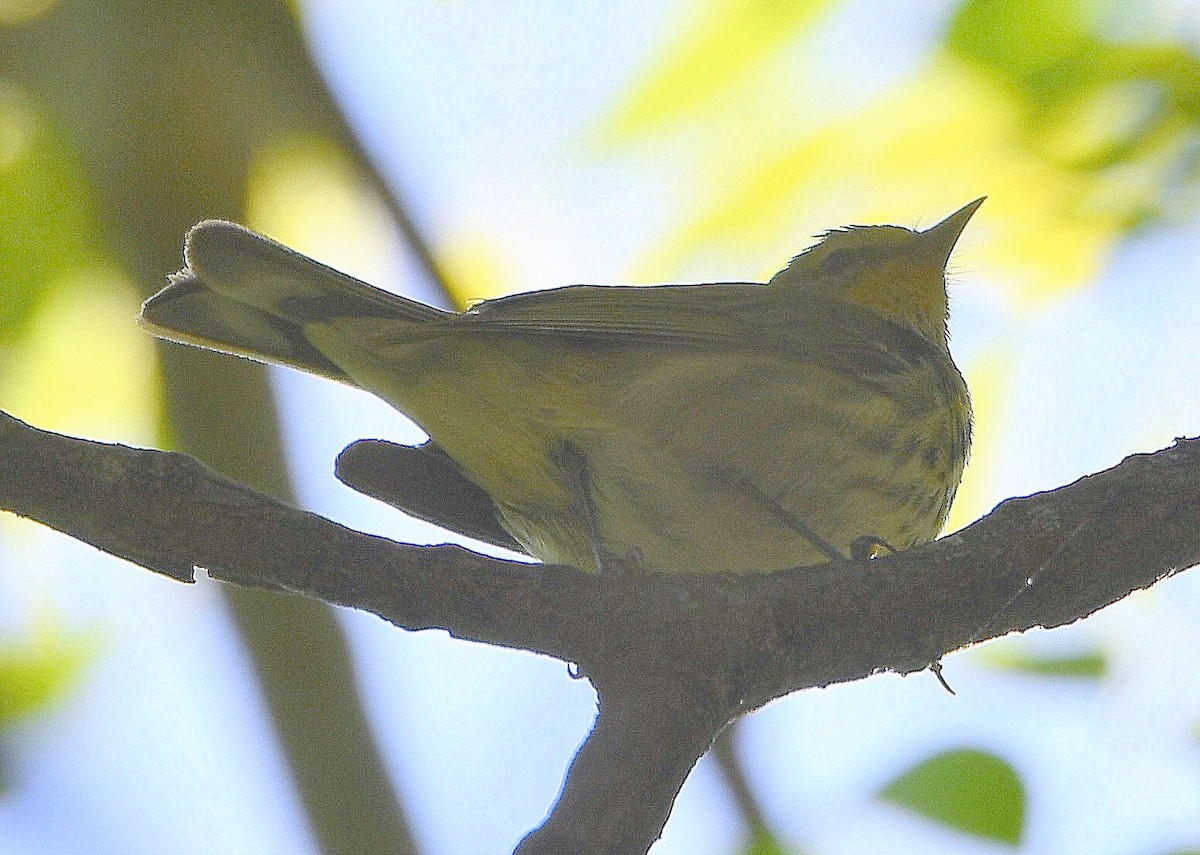Cape May Warbler - ML617757585
