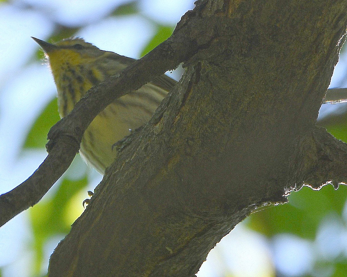 Cape May Warbler - ML617757586