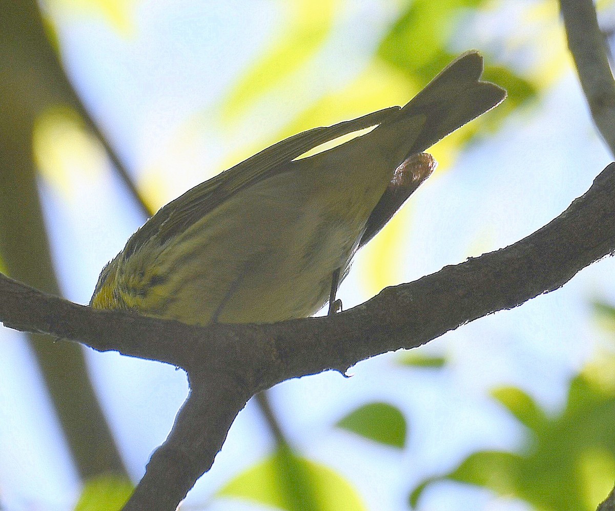 Cape May Warbler - ML617757589