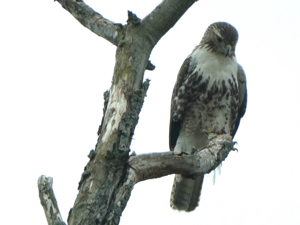 Red-tailed Hawk - ML617757633