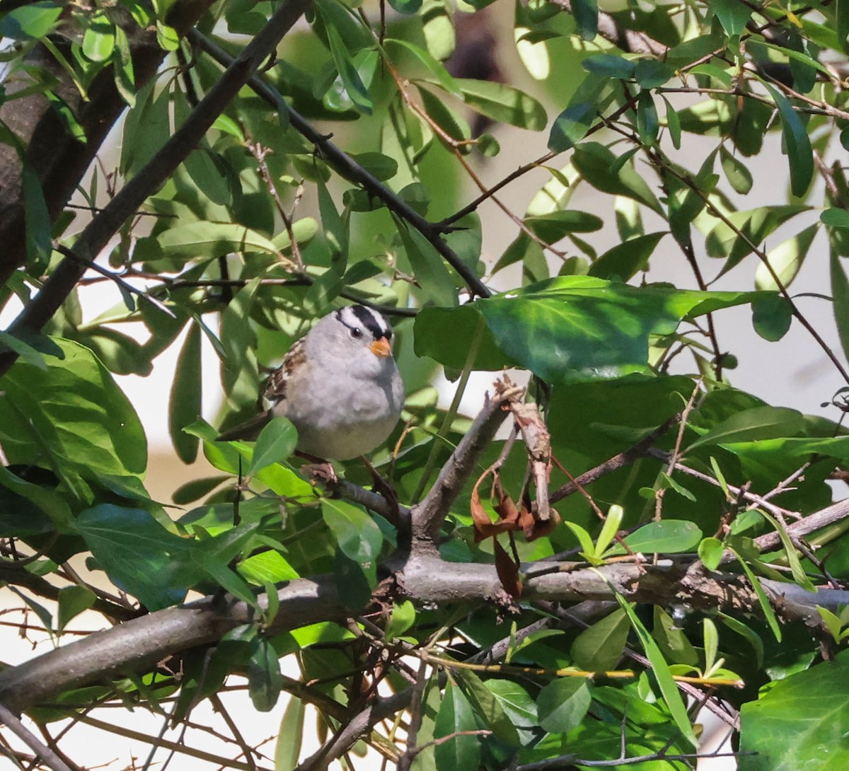 White-crowned Sparrow - ML617757803