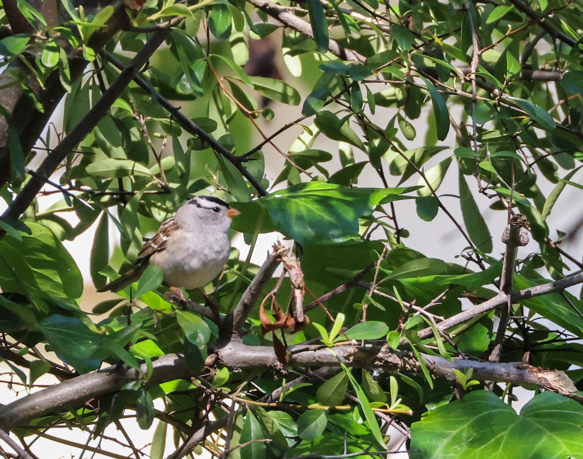 White-crowned Sparrow - ML617757804