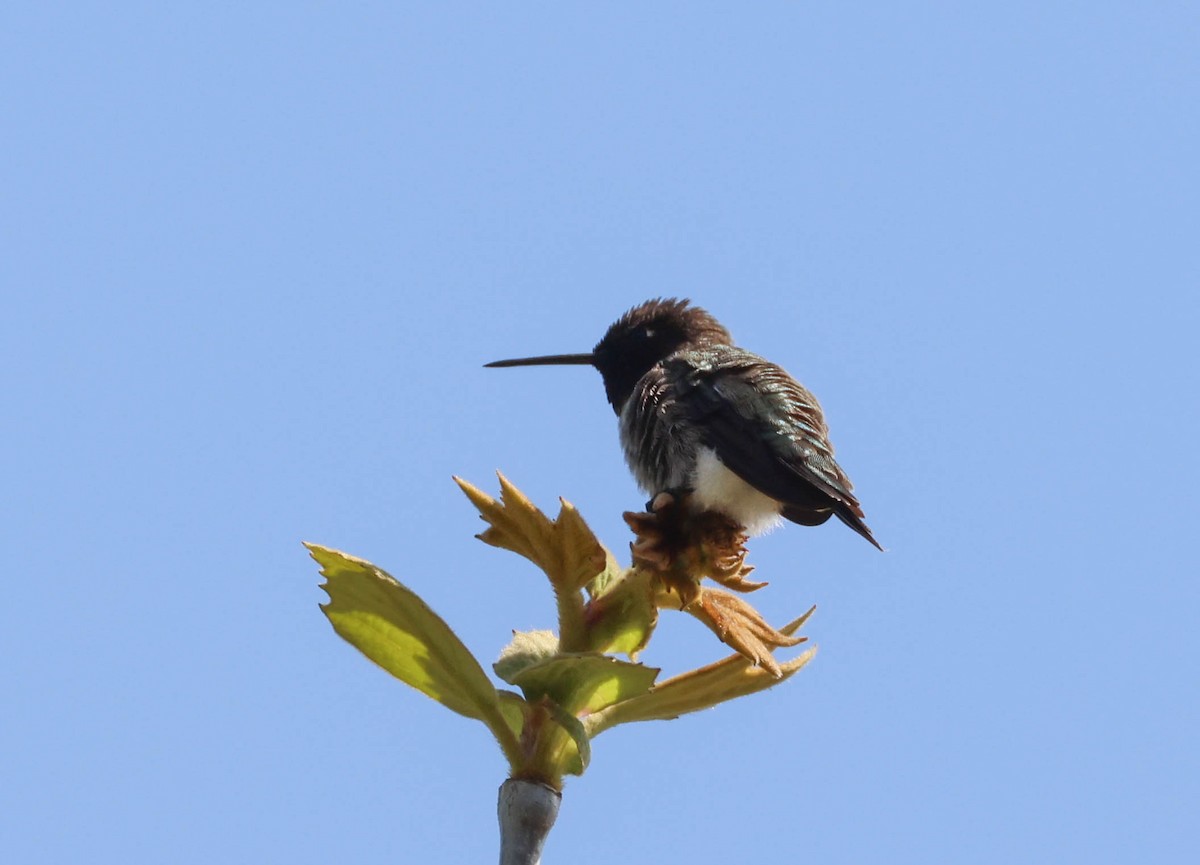 Black-chinned Hummingbird - ML617757808