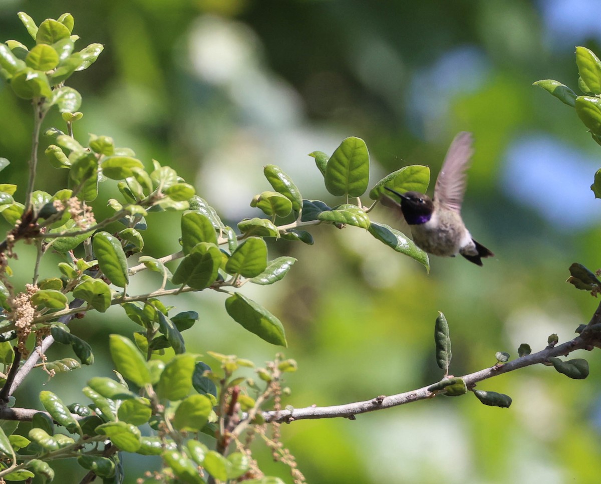 Black-chinned Hummingbird - ML617757809
