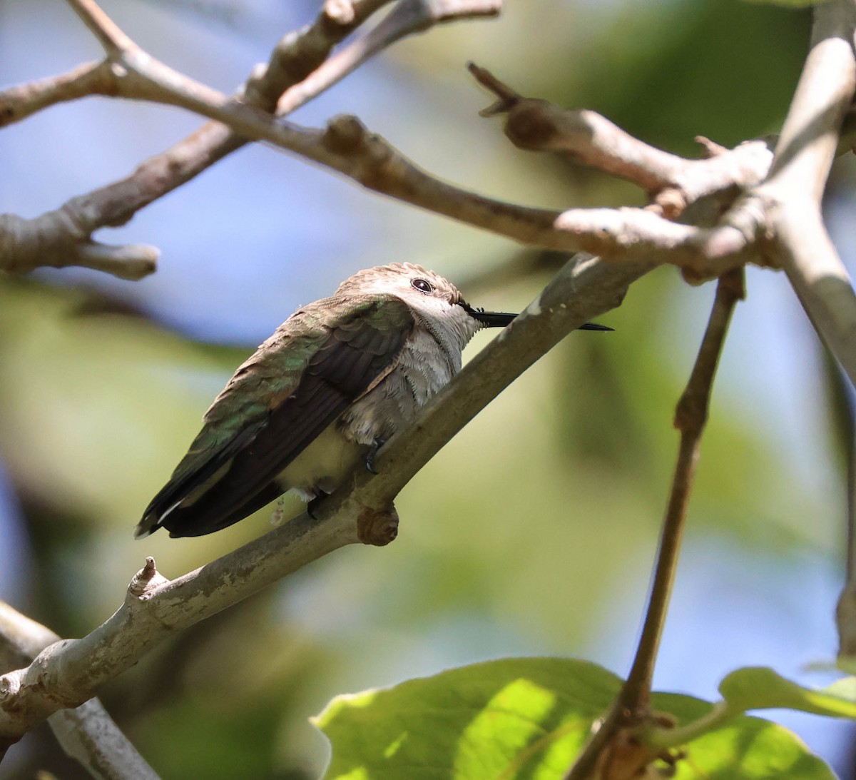 Black-chinned Hummingbird - ML617757846