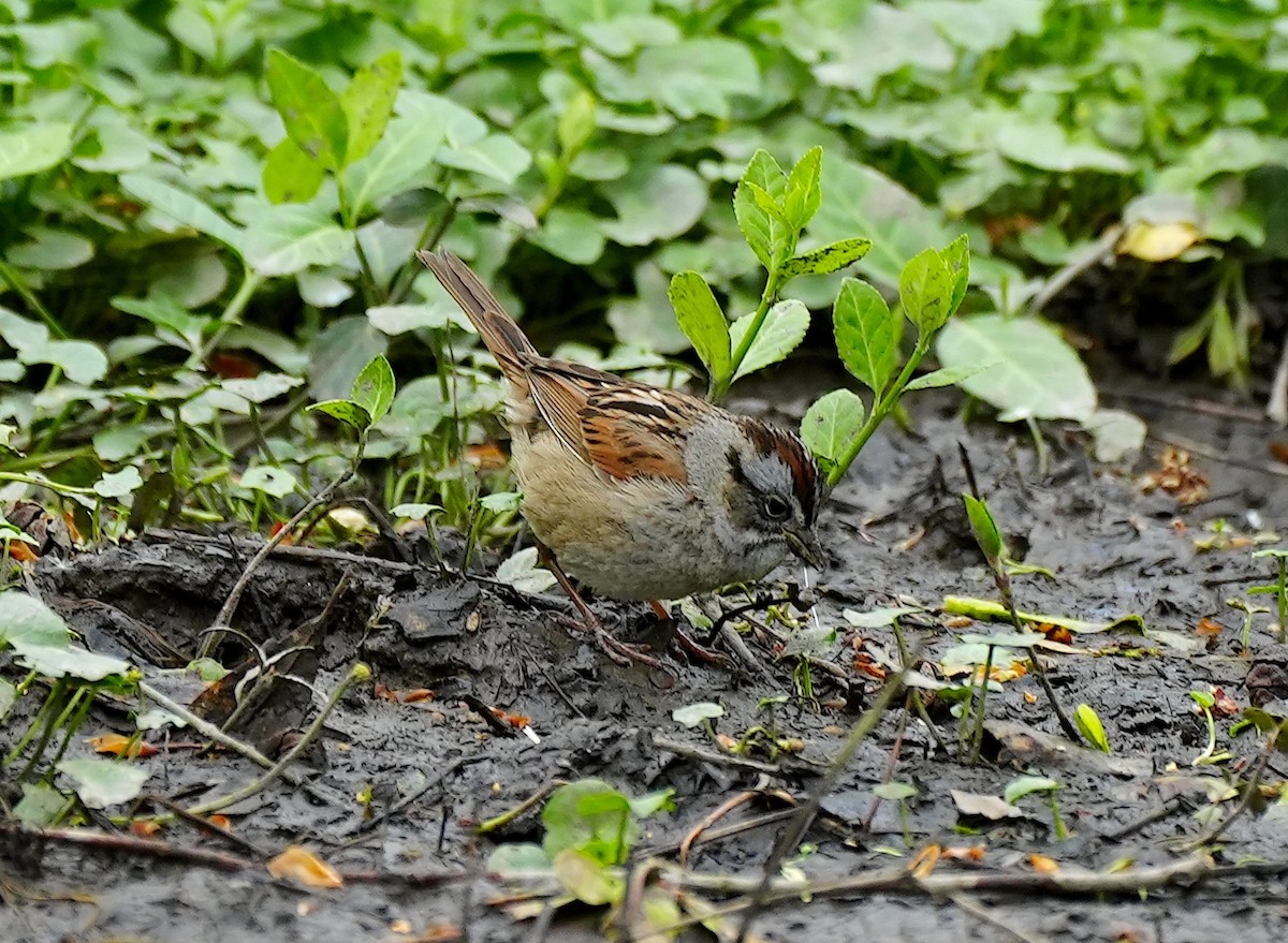 Swamp Sparrow - ML617757851