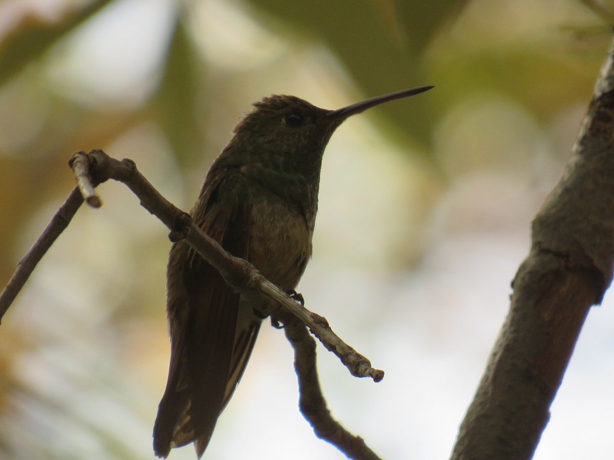 EBird Checklist - 21 Apr 2024 - Madera Canyon--Madera Kubo B&B - 14 Species