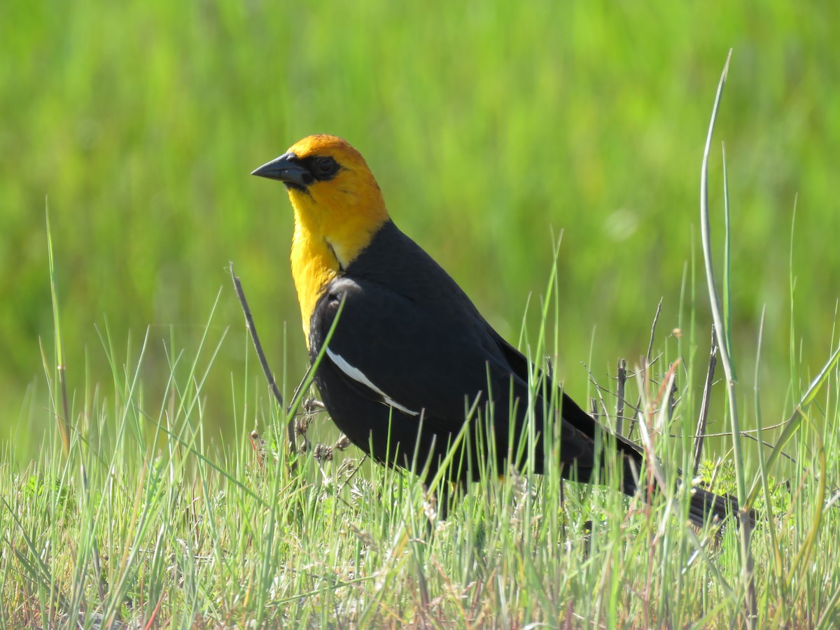 Yellow-headed Blackbird - ML617757918