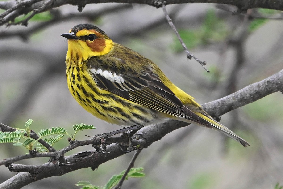 Cape May Warbler - ML617757924