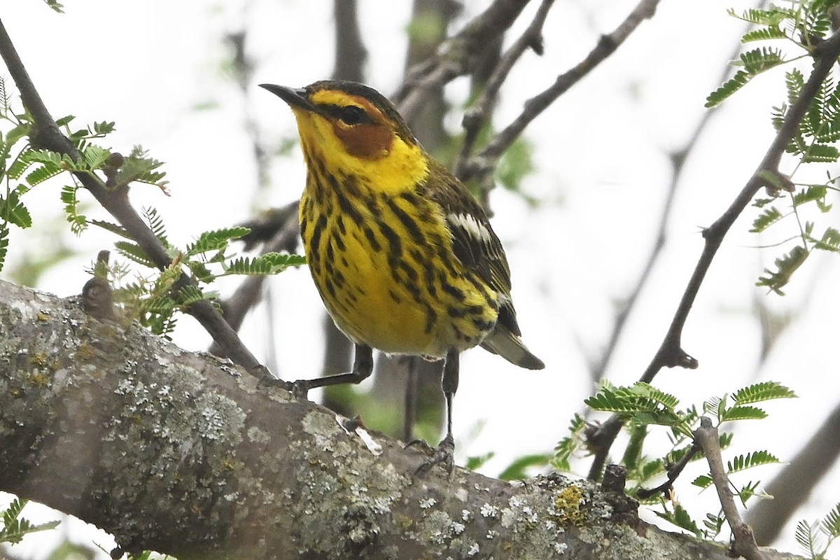 Cape May Warbler - ML617757925