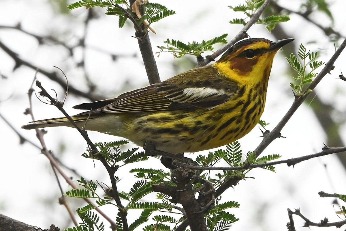 Cape May Warbler - ML617757926
