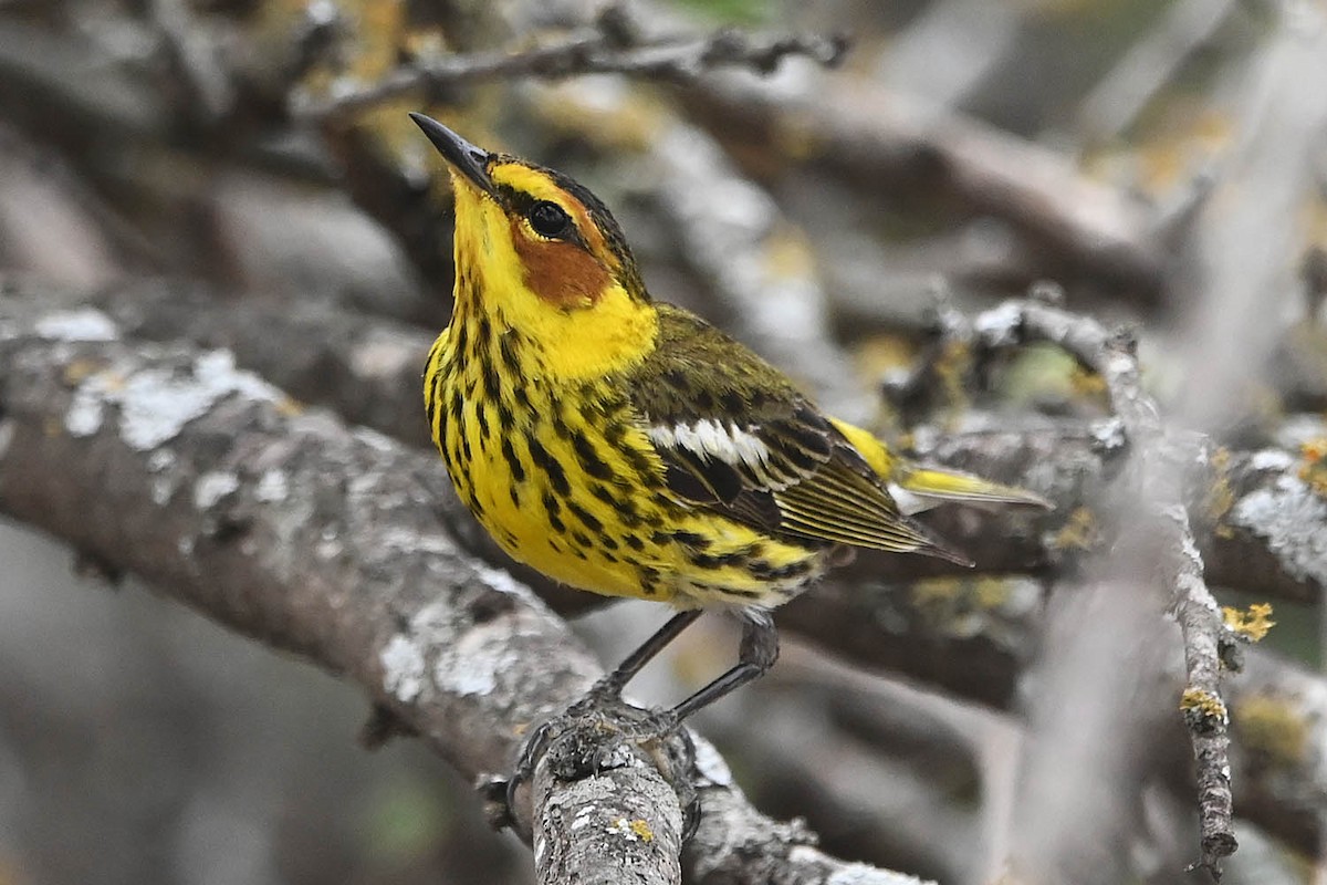 Cape May Warbler - ML617757927