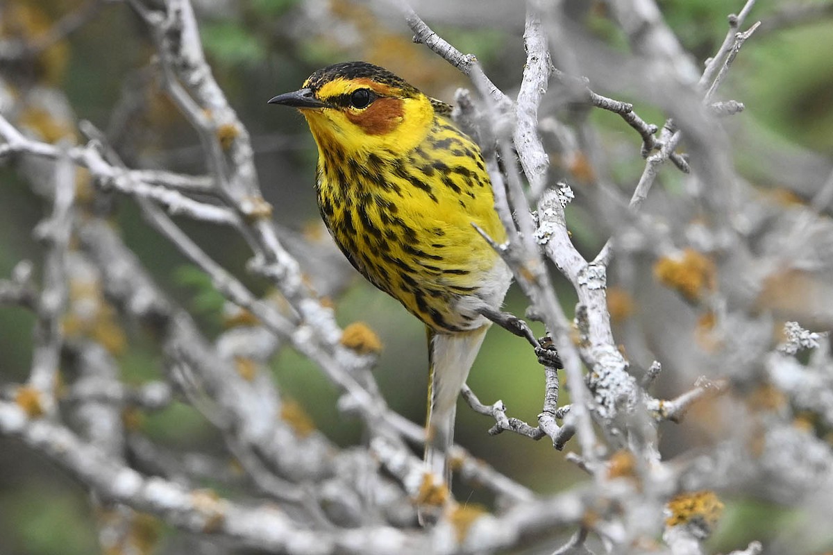 Cape May Warbler - ML617757928