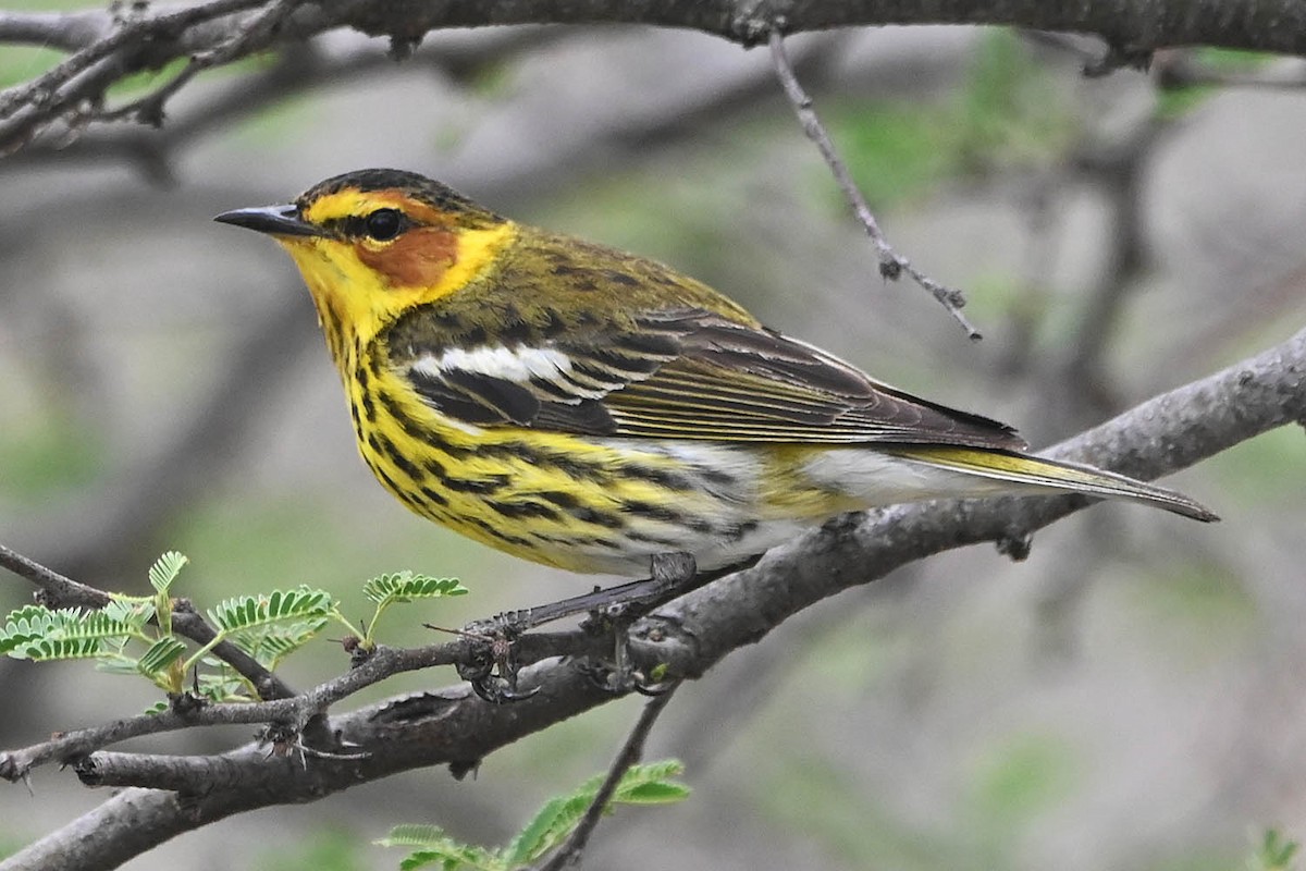 Cape May Warbler - ML617757929